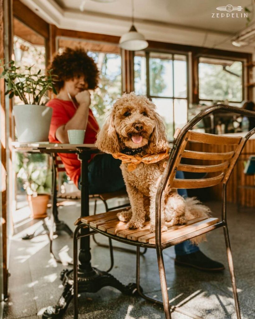 Comensales con perros en restaurante de Torrelodones