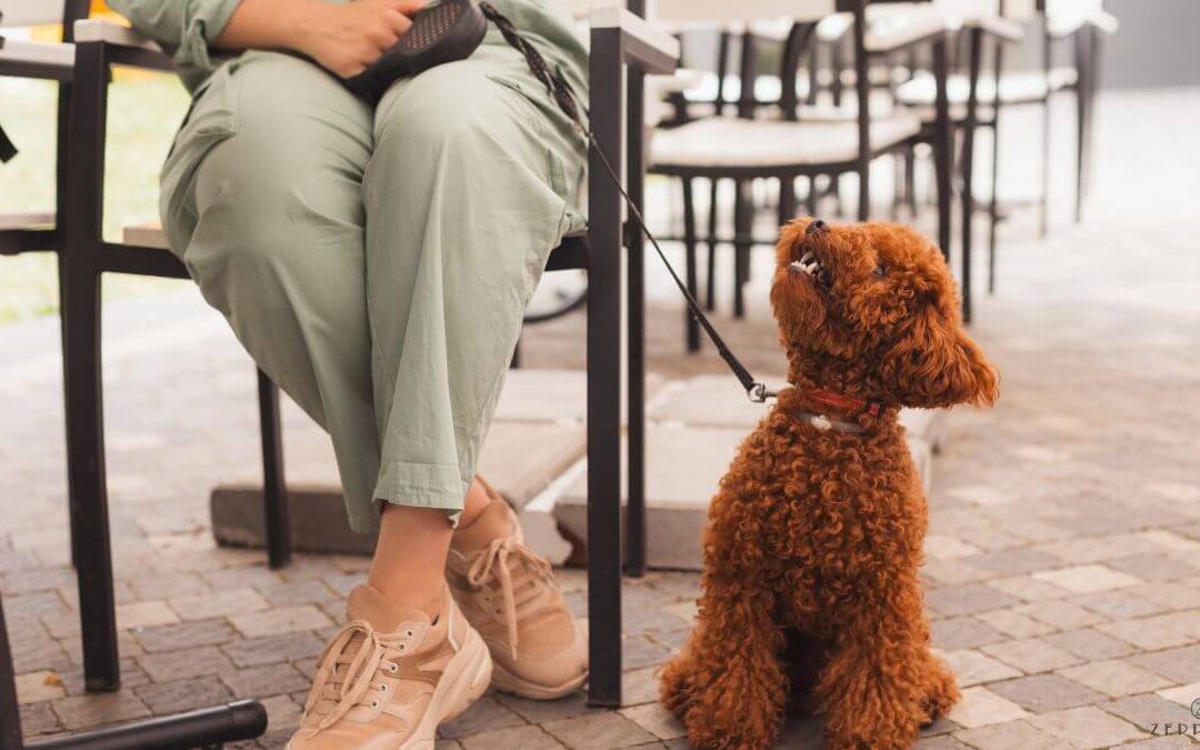 Comer con tu perro en Torrelodones: descubre ZEPPELIN